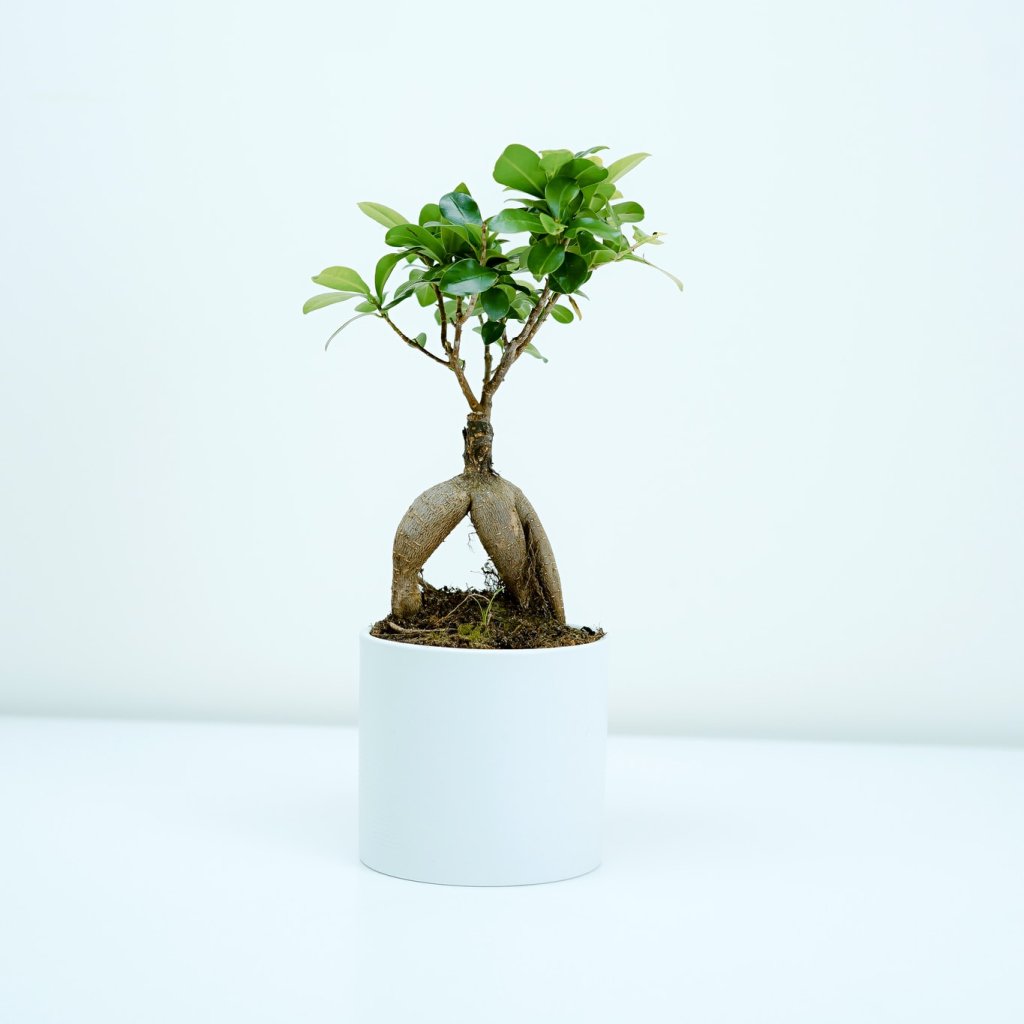 Gartenpflege